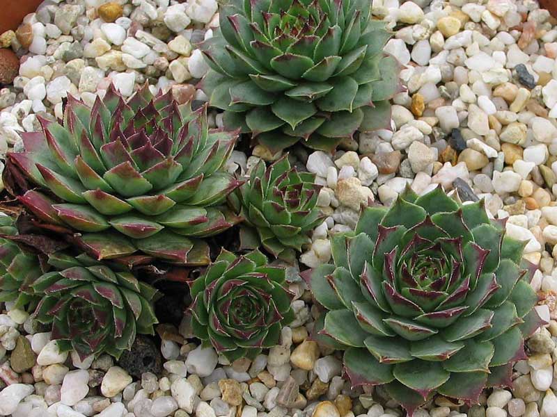 calcareum x S. tectorum