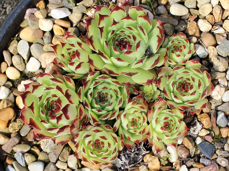 calcareum from Caussol 1