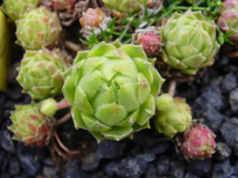 cantabricum ssp. urbionense from Picos de Urbión