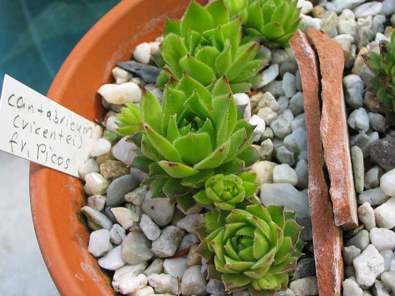 cantabricum (vicentei) from Picos de Urbion