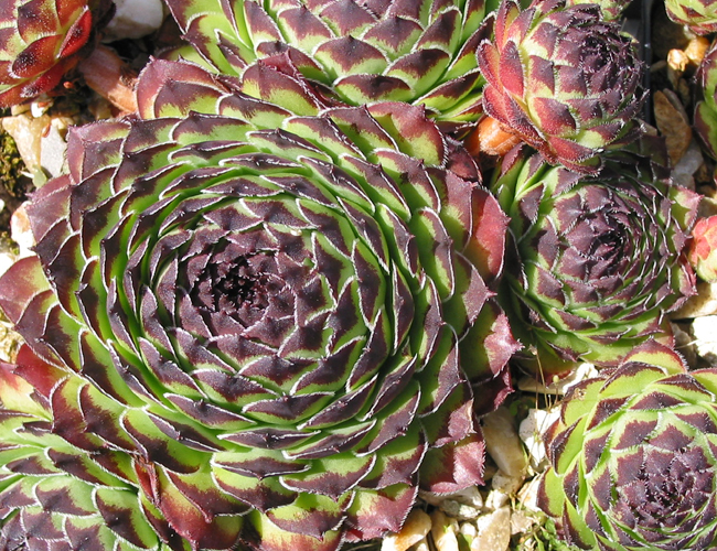 cantabricum ssp. guadarramense from Puerto de Navafria