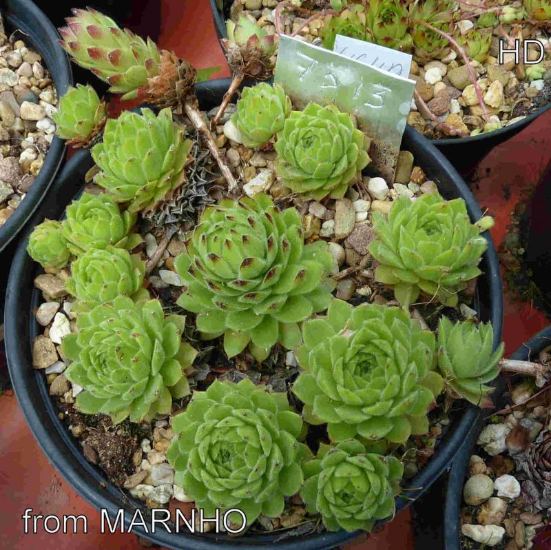 cantabricum from Naranjo de Bulnes