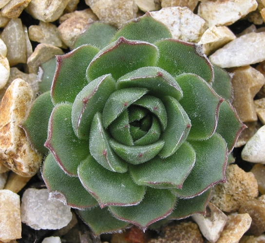 cantabricum ssp. cantabricum from Cuevas del Sil