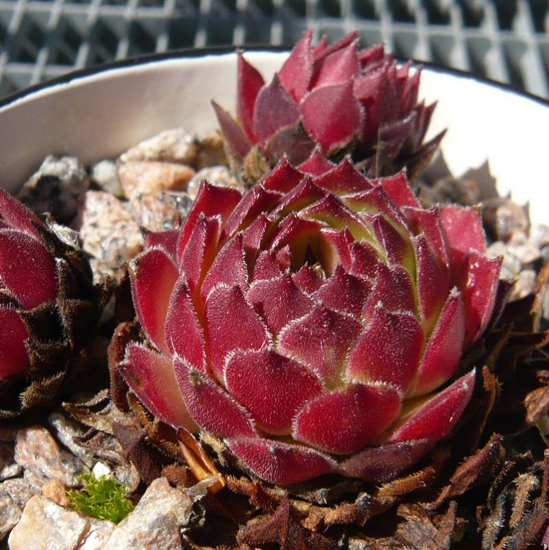 cantabricum ssp. urbionense from El Gatón