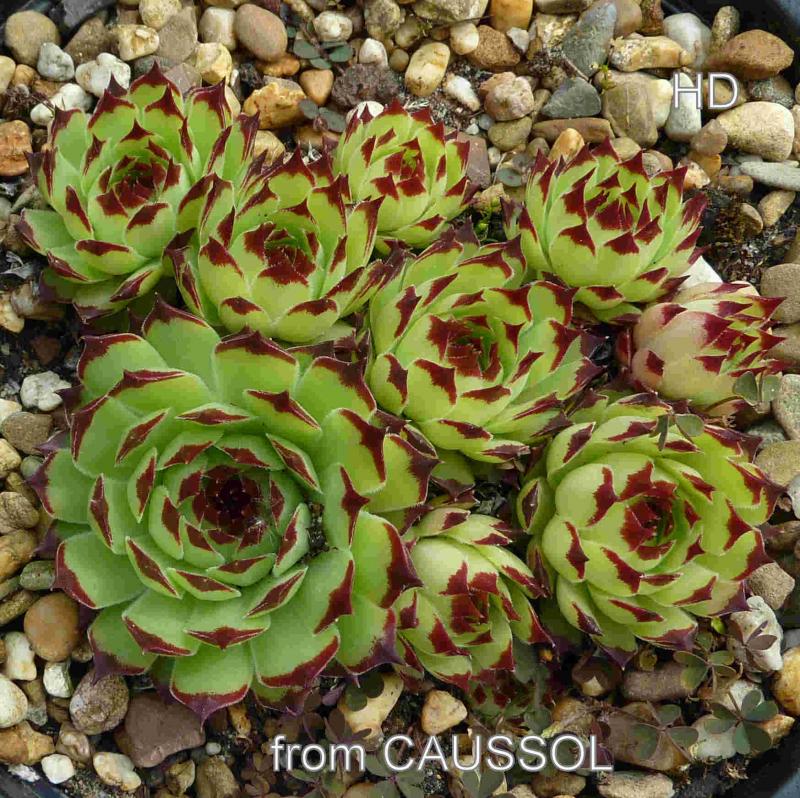calcareum from Caussol 2