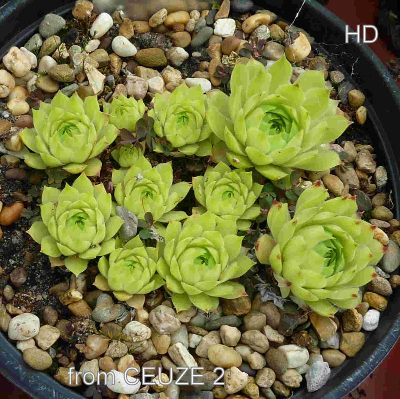 calcareum from Céüse 4