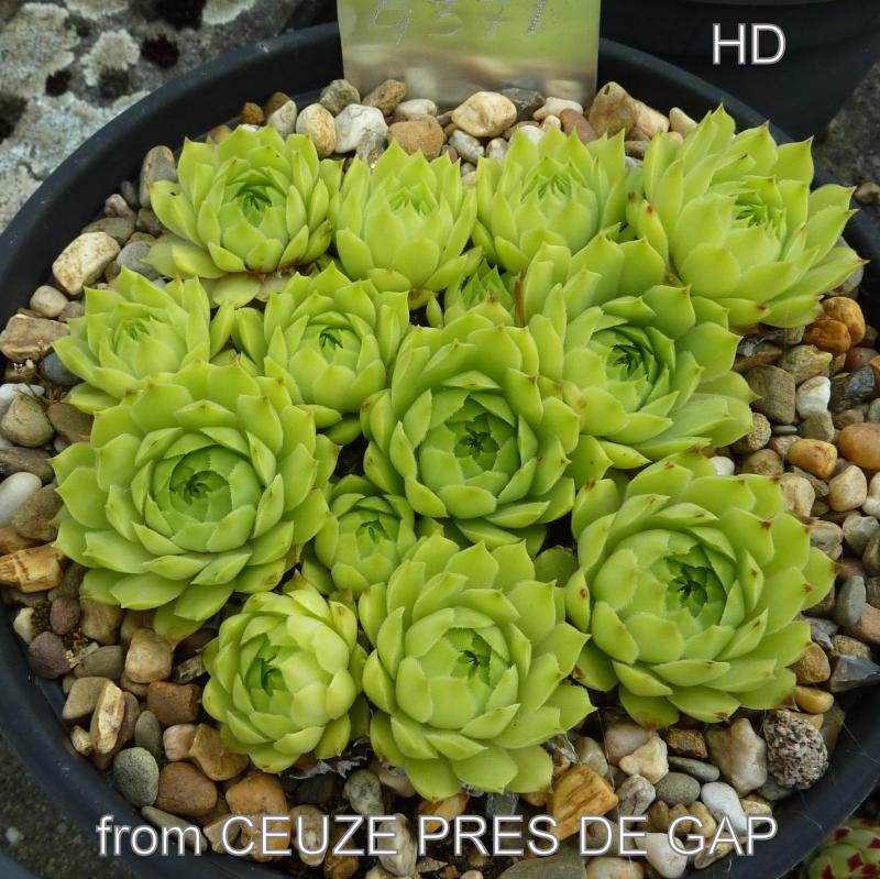 "calcareum from Céüse, pres de Gap (helle Form) 1