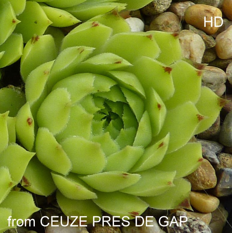 "calcareum from Céüse, pres de Gap (helle Form) 2
