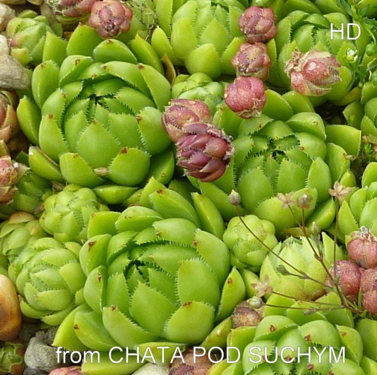 globiferum ssp. hirtum (tatrensis) from Chata pod Suchým