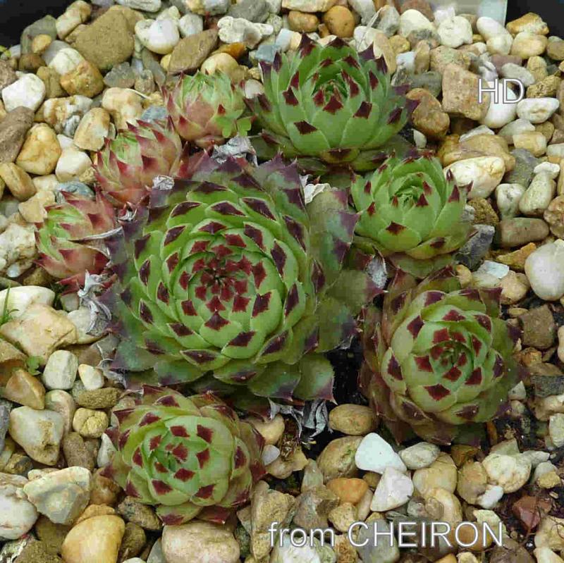 calcareum from Cheiron 2