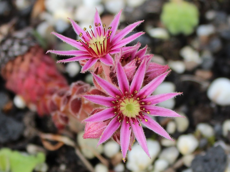 ciliosum x S. marmoreum ssp. erythraeum