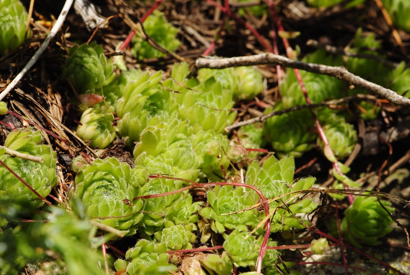 ciliosum ssp. octopodes from Stiv (nördl. Abhang)