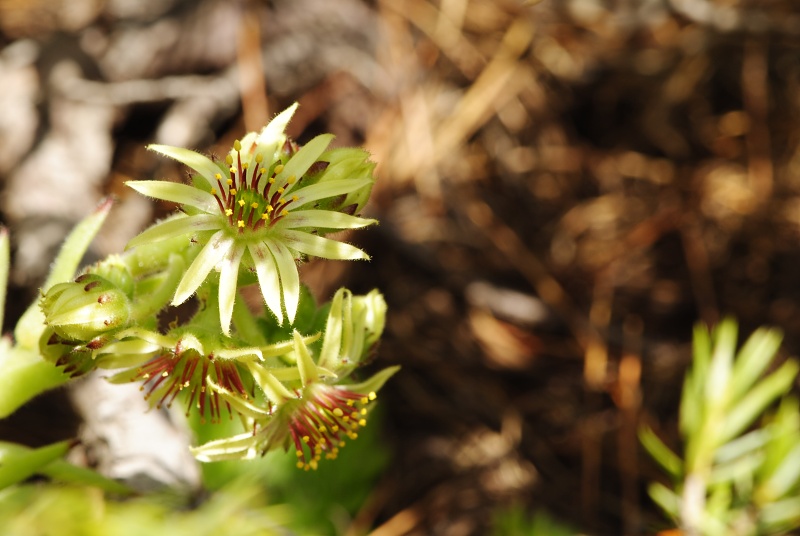 ciliosum ssp. octopodes from Stiv (nördl. Abhang)