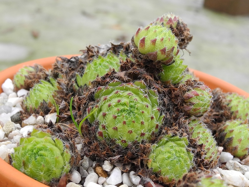 ciliosum (bandericum)