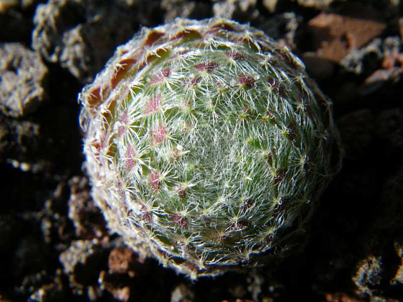 ciliosum ssp. octopodes from Mali Hat