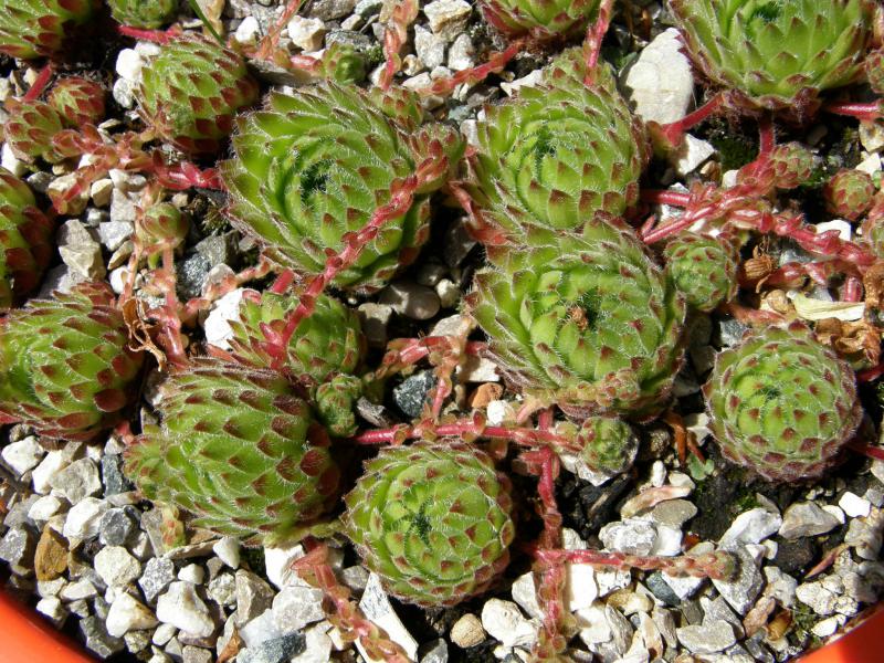 ciliosum from Orelek