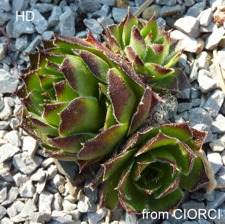 heuffelii from Ciorci
