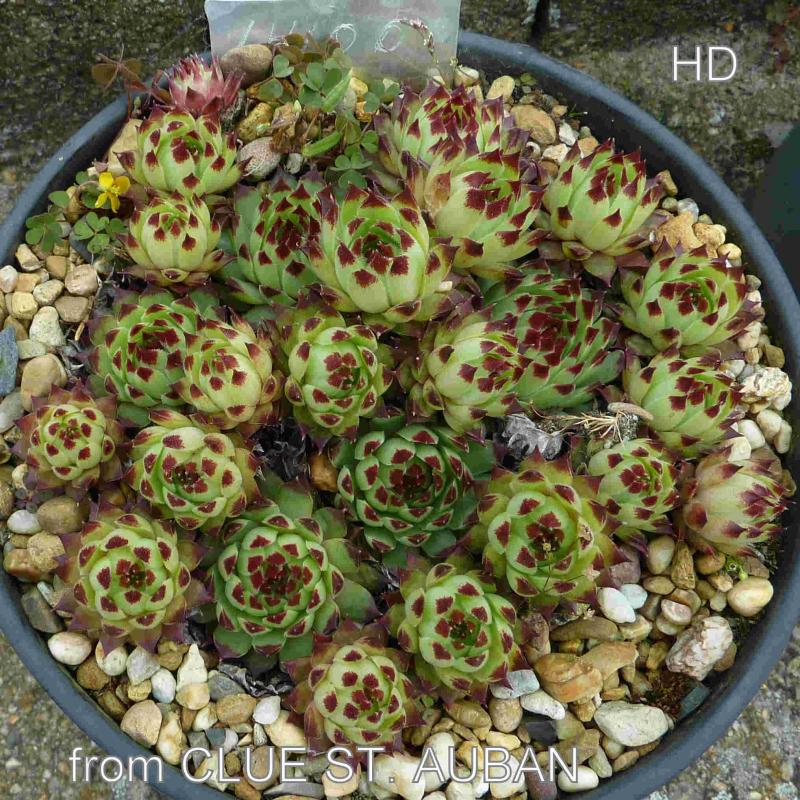 calcareum from Clue de Saint Auban 3