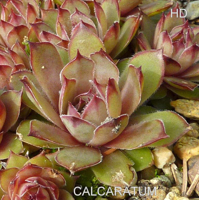 comollii (x calcaratum)