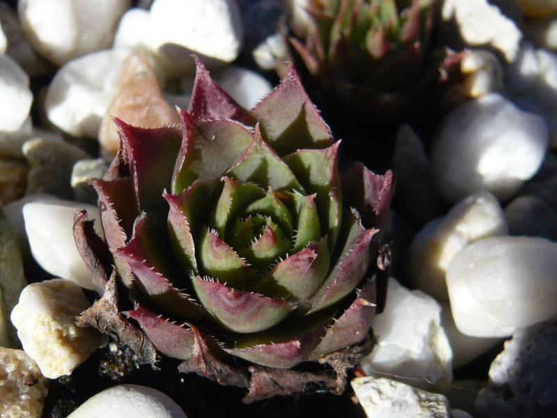 comollii (x calcaratum)