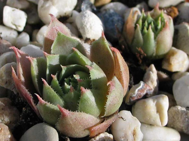 comollii (x calcaratum)