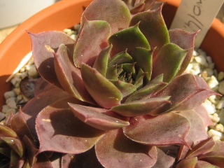 comollii