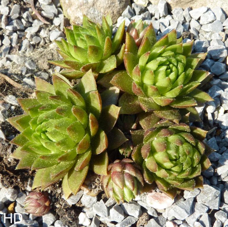 globiferum ssp. hirtum (tatrensis) from Czerwone Skaly