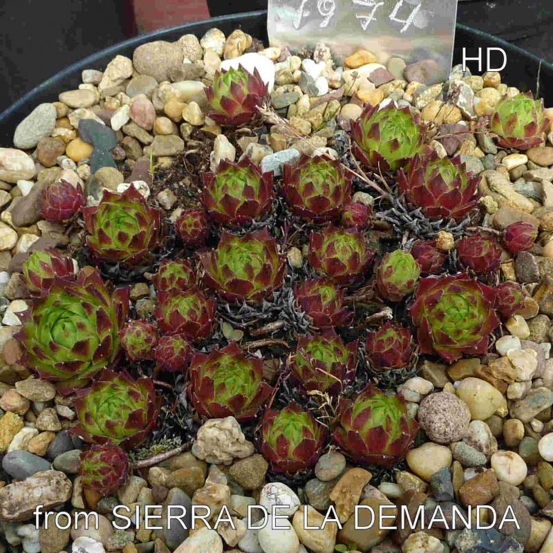 cantabricum ssp. urbionense from Sierra de la Demanda