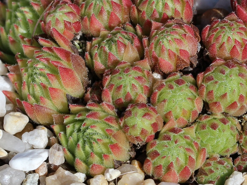 dolomiticum x S. montanum