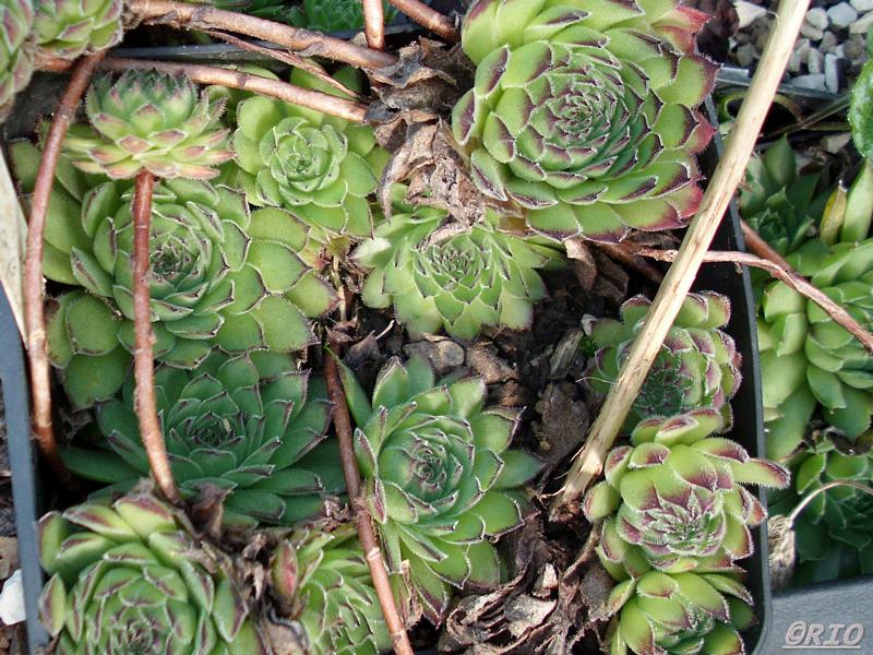 dolomiticum x S. wulfenii