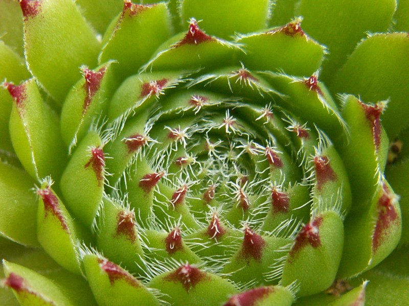 dolomiticum