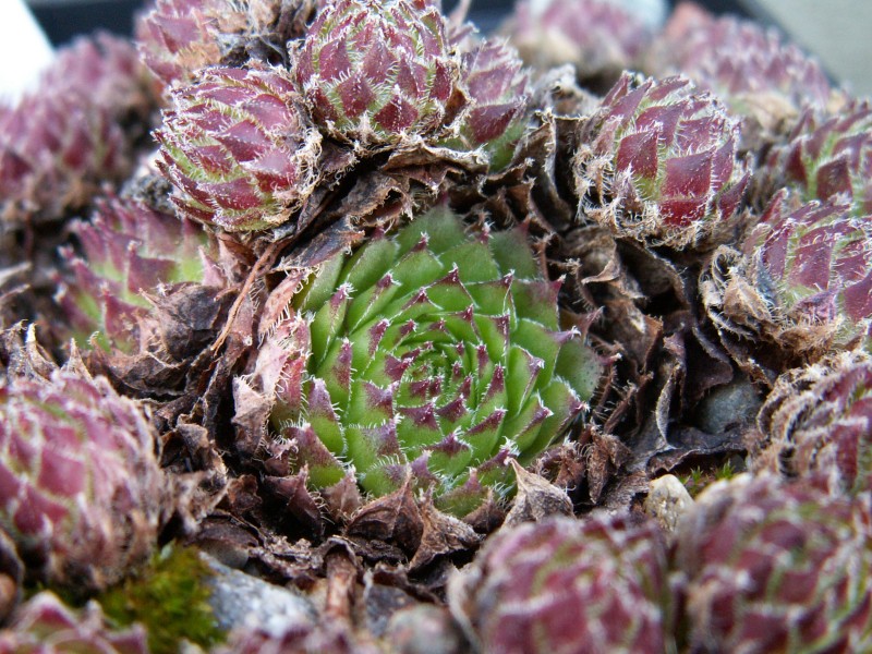 dolomiticum