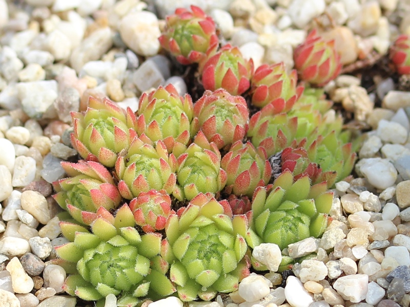 dolomiticum x S. montanum
