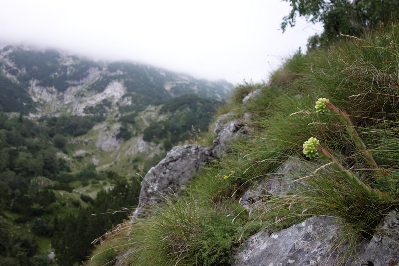 heuffelii from Durmitor NP