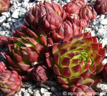 globiferum ssp. hirtum from Falere