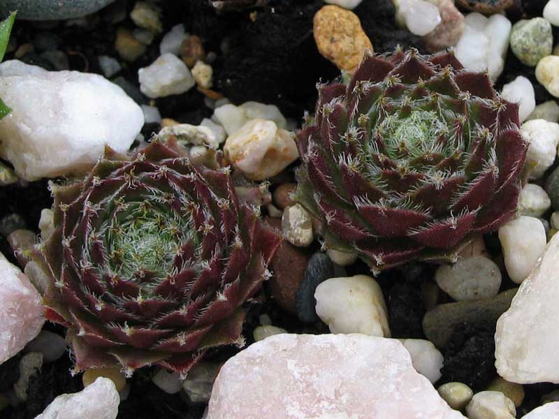 fauconnetii (x tissieri)