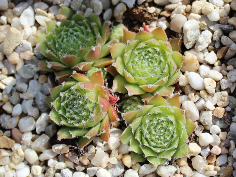 fauconnetii (x thompsonii)
