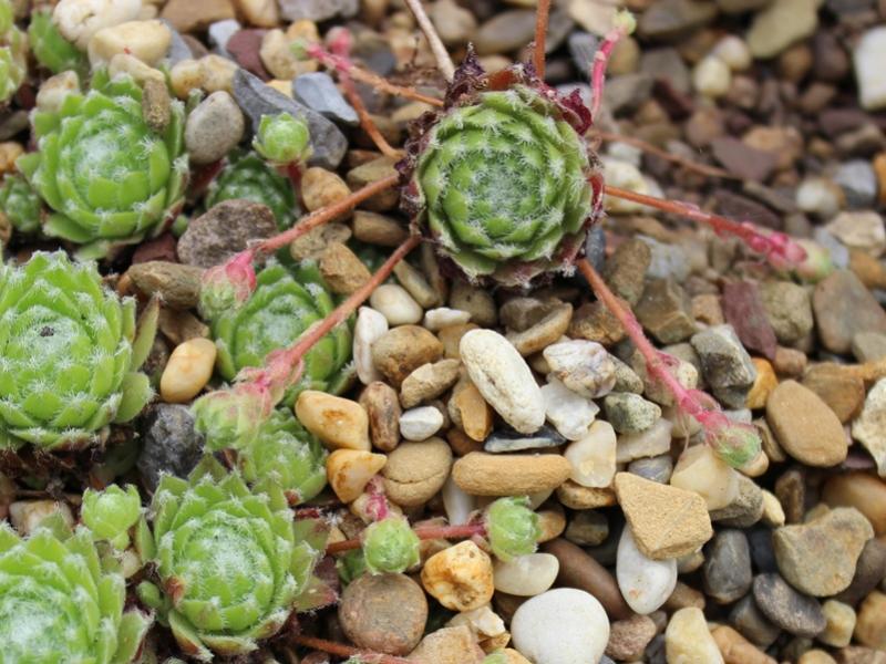 fauconnetii (x angustifolium)