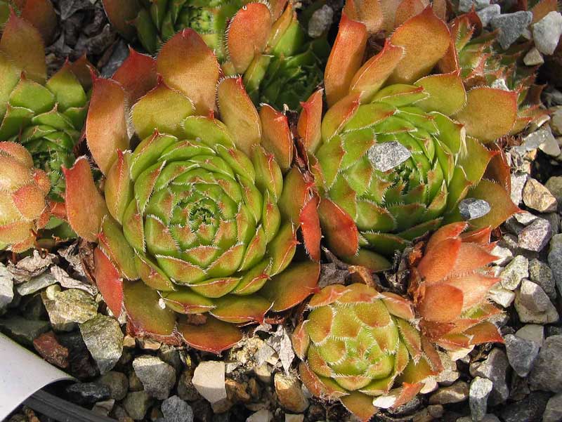 fauconnetii (x rubellum)