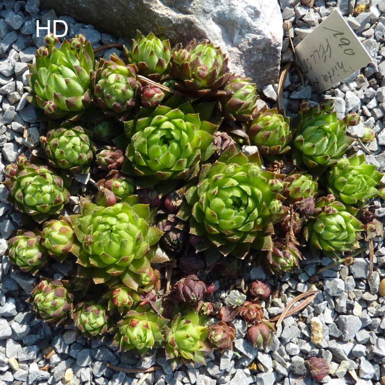 globiferum ssp. hirtum from Felsőtárkány