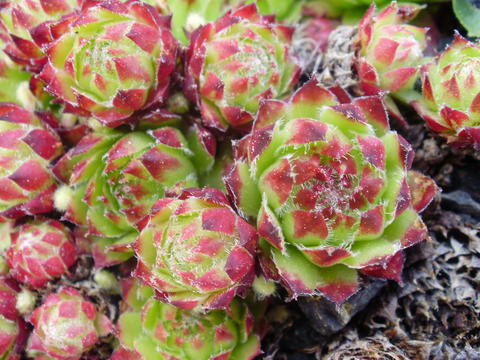 fimbriatum (xroseum)