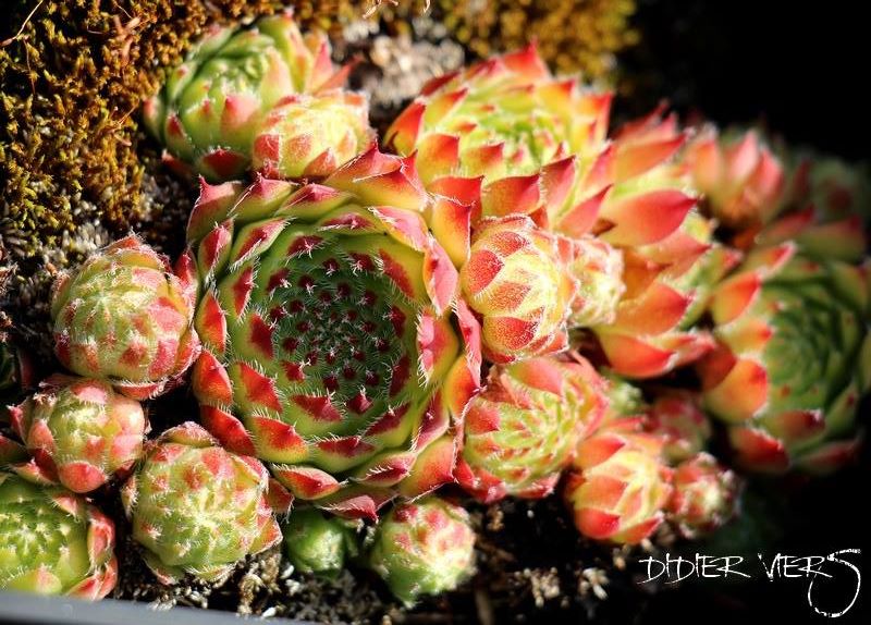 fimbriatum (xroseum)