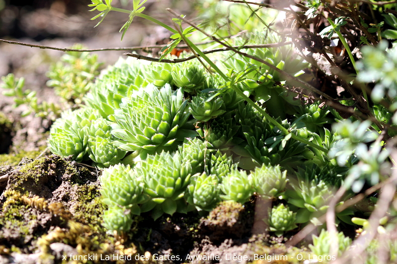 funckii var. aqualiense from La Heid des Gattes
