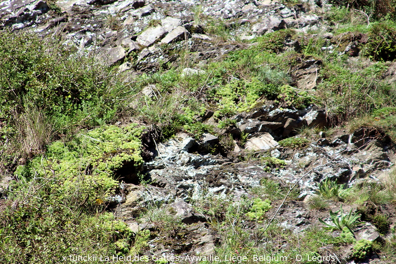 funckii var. aqualiense from La Heid des Gattes