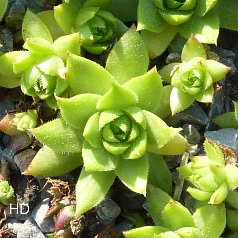 globiferum ssp. hirtum (tatrensis) from Garád
