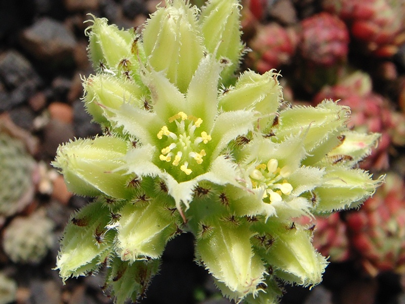 globiferum ssp. arenarium from "Erum Mor"
