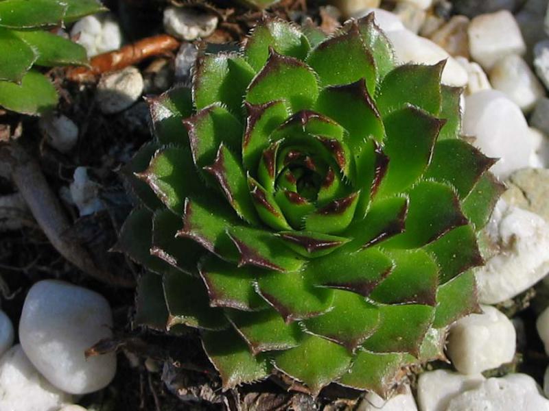 glabrifolium cf. from road Artvin to Verzirkoey
