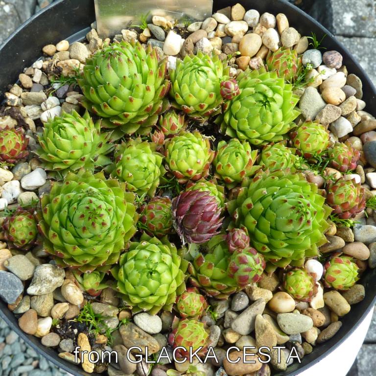 globiferum ssp. hirtum from Glacká cesta, 852m