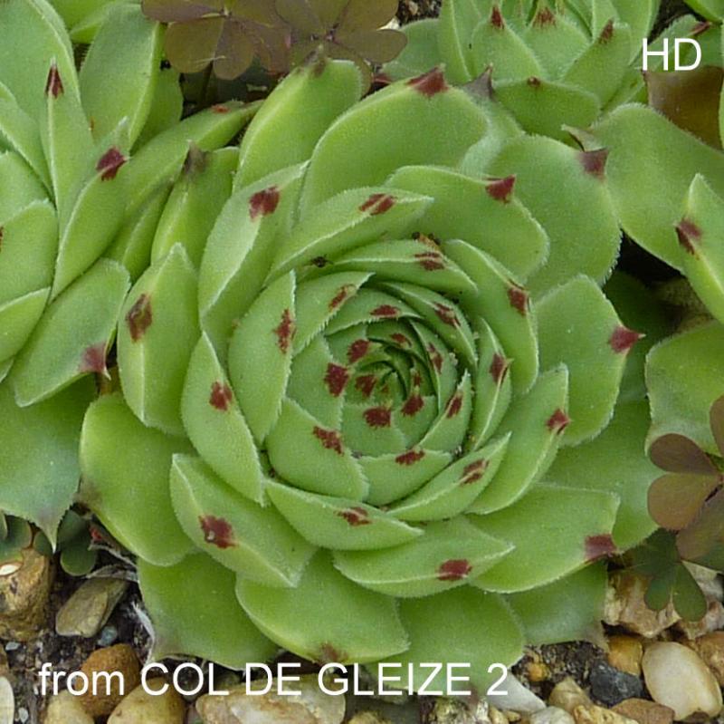 calcareum from Col de Gleize (Typ 2)