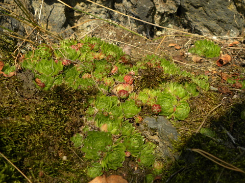 globiferum ssp. globiferum from Dolní Bělá